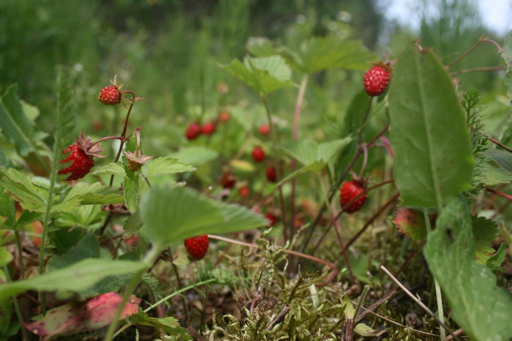 Ezerinis Affittacamere Kaltanenai Esterno foto